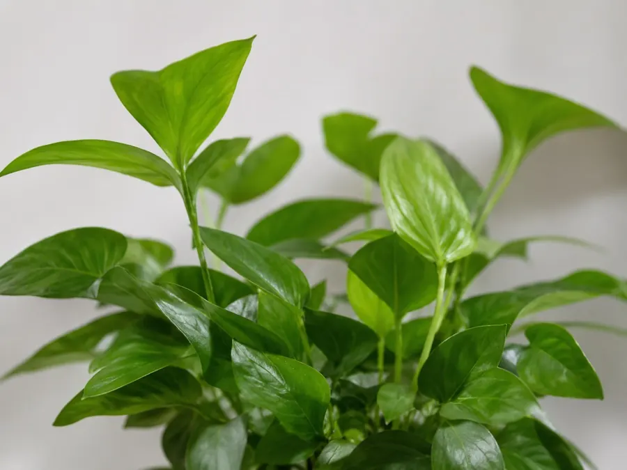 Fresh green herb foliage growing indoors