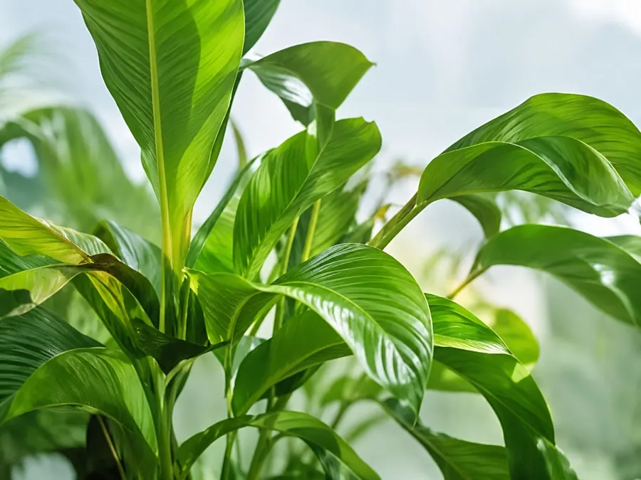 Large glossy leaves on a tropical plant