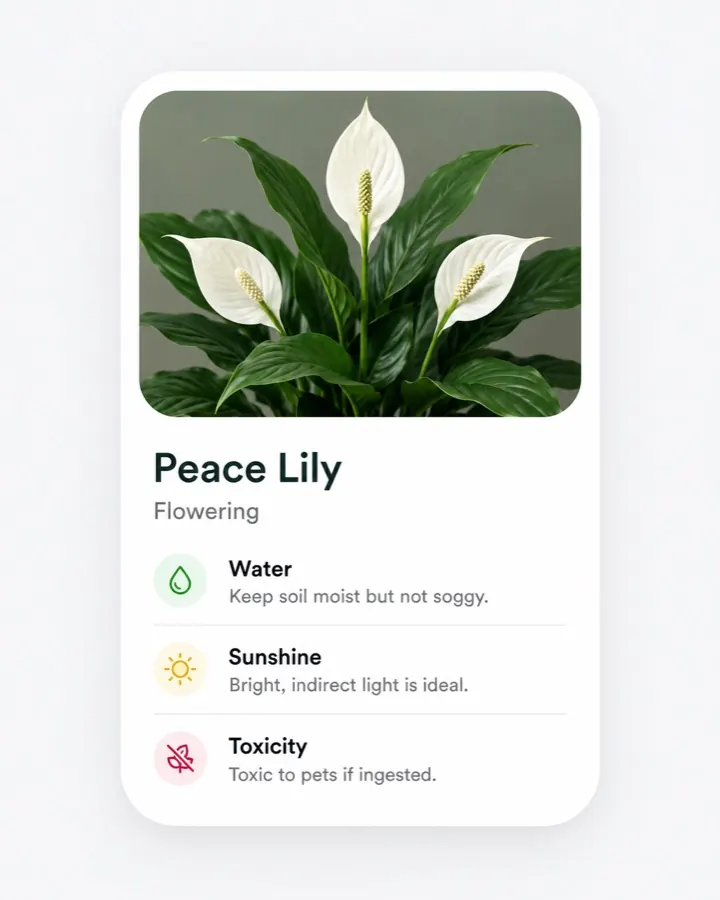 Peace Lily care details with watering, sunlight, and toxicity guidance